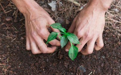 Iniciativa Teia da Sociobiodiversidade apoiará projetos socioambientais em todo o país